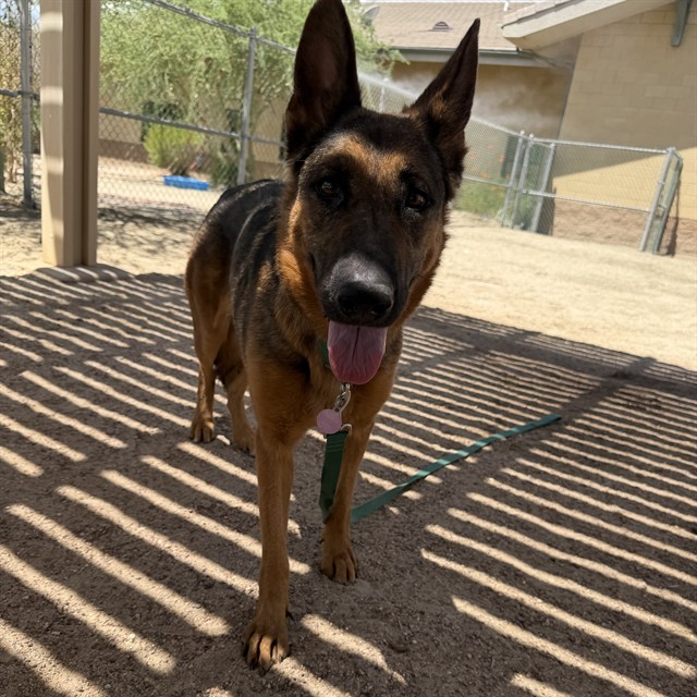 Claire, a German Shepherd, available for adoption