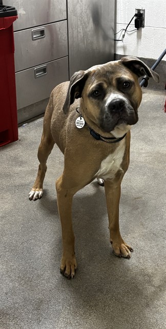 Anissa, a American Staffordshire Terrier, available for adoption