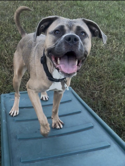 Anissa, a American Staffordshire Terrier, available for adoption