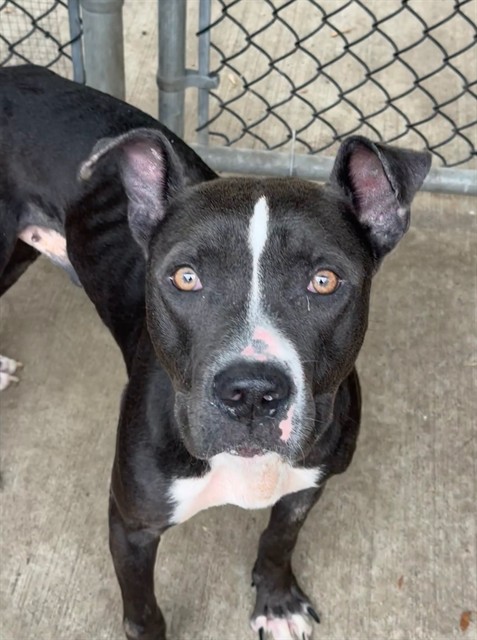 Carbon, a Pit Bull Terrier (mix breed), available for adoption