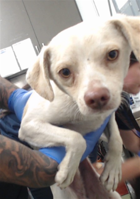 Jolly, a Chihuahua, available for adoption