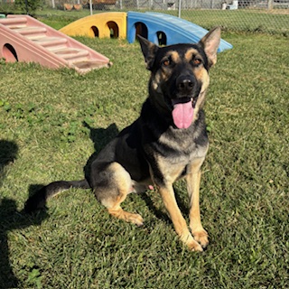 Bubba, a German Shepherd, available for adoption