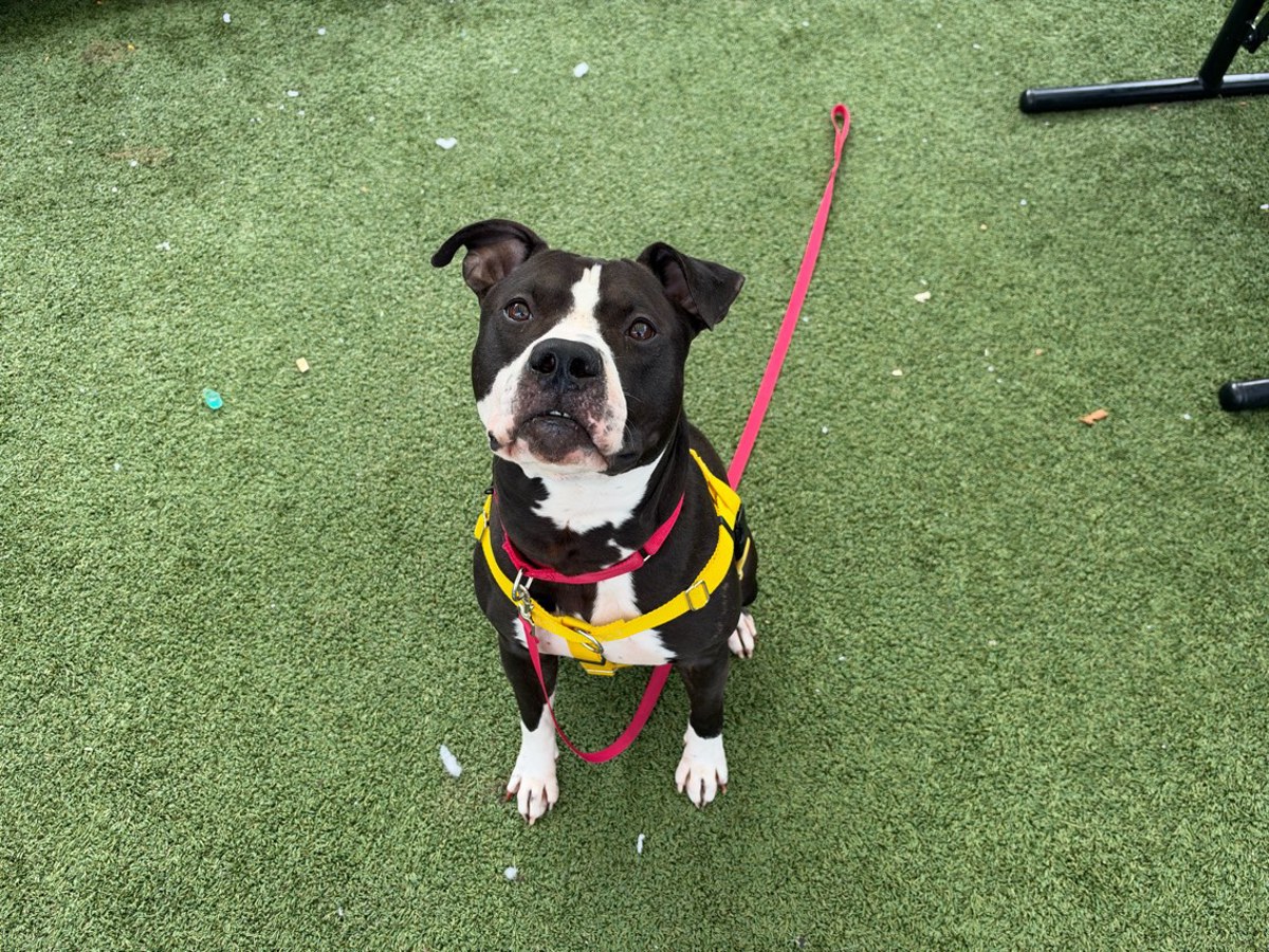 Yami Asta, a American Staffordshire Terrier, available for adoption