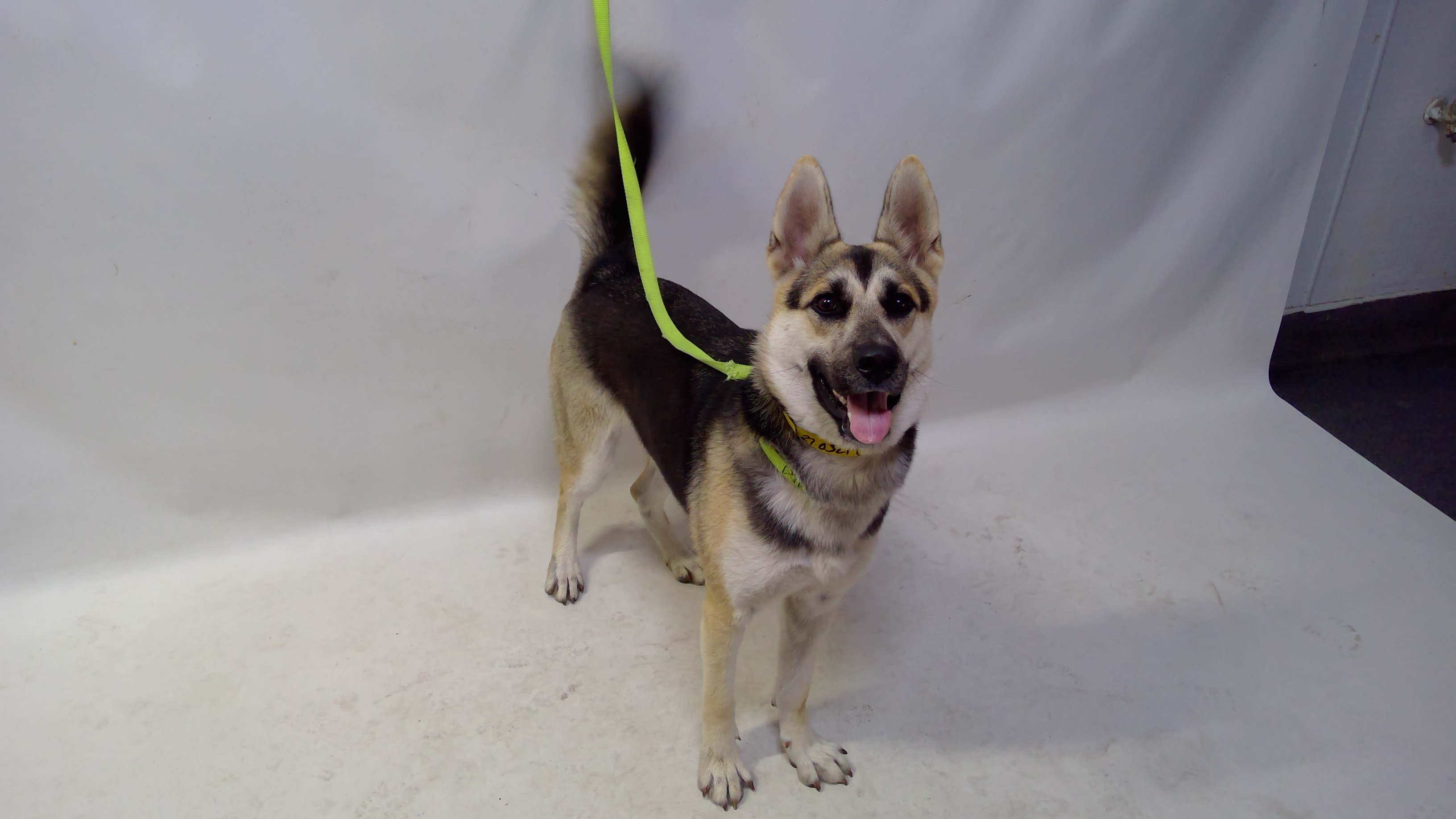 Joan Jett, a German Shepherd (mix breed), available for adoption