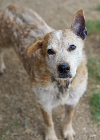 Weasley, a Australian Cattle Dog/Blue Heeler, available for adoption