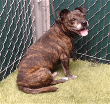 Tiger, a Terrier, available for adoption
