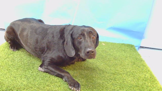 Gabby, a Labrador Retriever, available for adoption