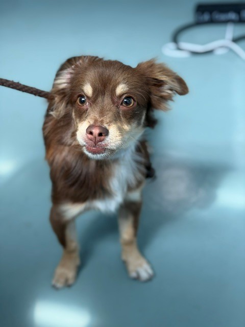 A5803435, a Chihuahua, available for adoption