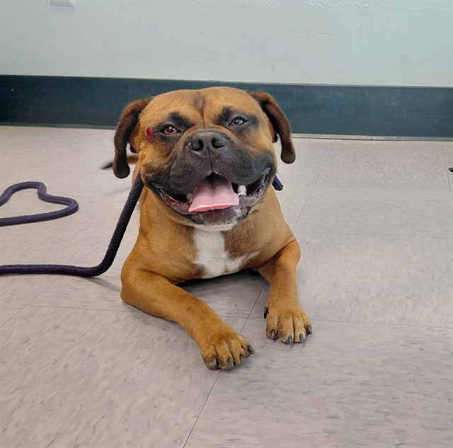 A5803607, a Boxer, available for adoption