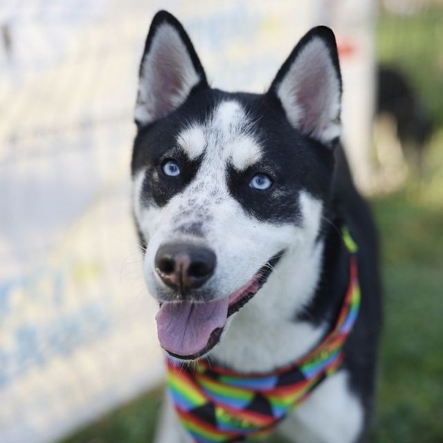 A827177, a Siberian Husky (mix breed), available for adoption