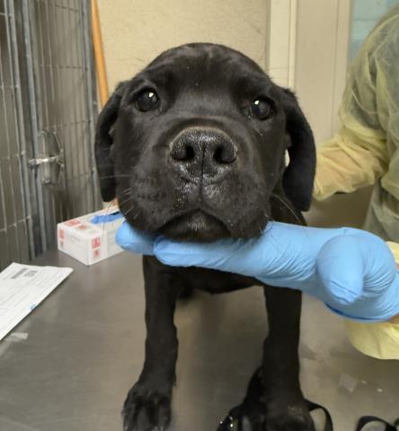 Pudge, a Labrador Retriever (mix breed), available for adoption