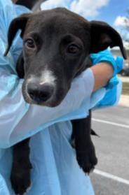 Cosmo, a Shepherd, available for adoption