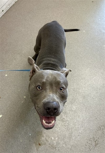 Owen, a Pit Bull Terrier (mix breed), available for adoption