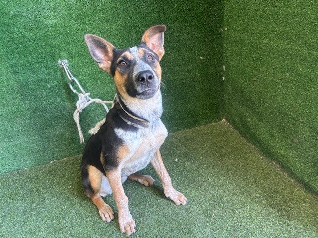 Zola, a Australian Cattle Dog/Blue Heeler, available for adoption