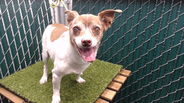 A5805307, a Chihuahua, available for adoption