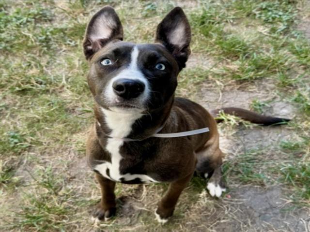 Jam, a Staffordshire Bull Terrier (mix breed), available for adoption