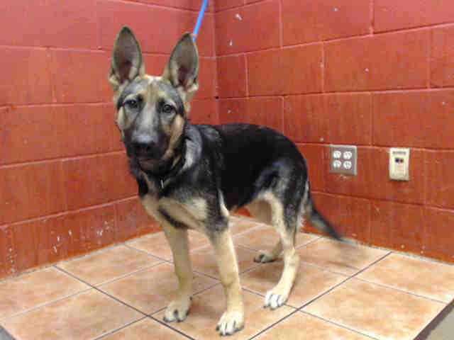 Princess, a German Shepherd, available for adoption