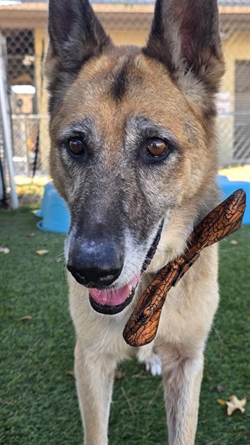 Princess, a German Shepherd, available for adoption