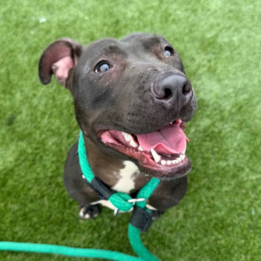 Lucinda, a Pit Bull Terrier, available for adoption