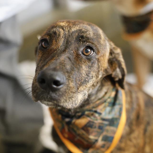 Reina, a Dutch Shepherd (mix breed), available for adoption