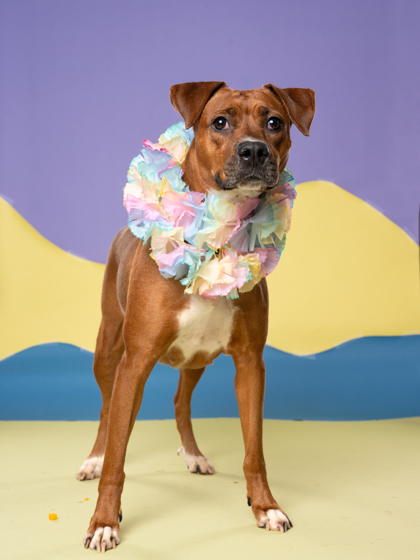 Cyrillic, a Terrier (mix breed), available for adoption