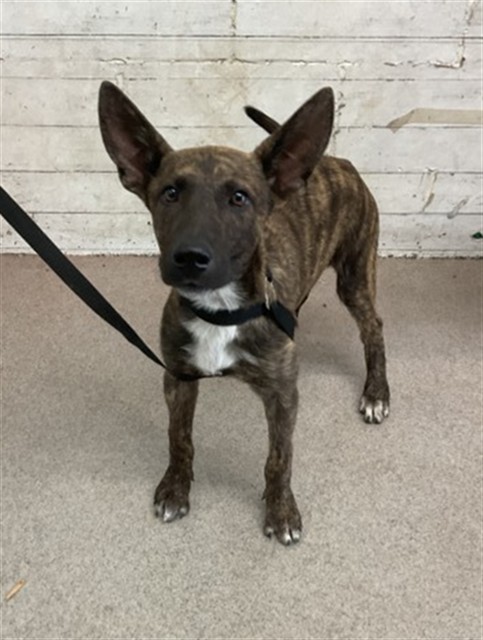 Sable, a Dutch Shepherd (mix breed), available for adoption