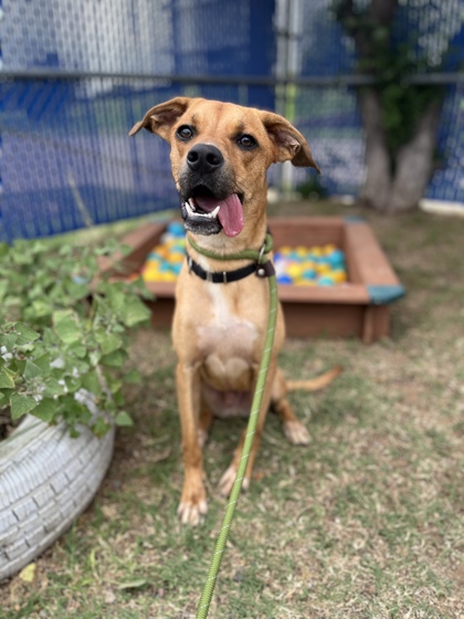 Lucky, a Shepherd, available for adoption