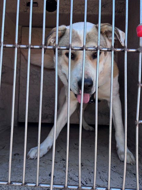 Loki, a Great Pyrenees (mix breed), available for adoption