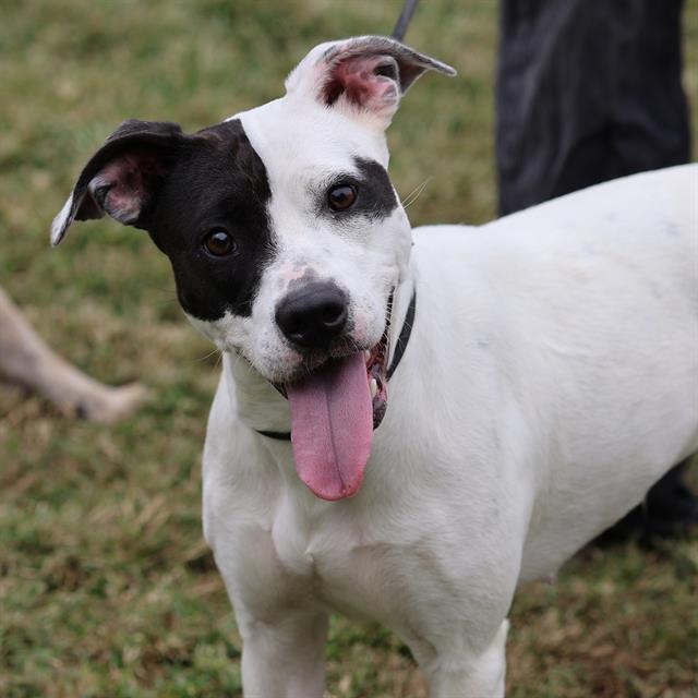 Lola, a Pit Bull Terrier, available for adoption