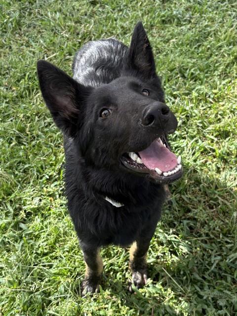 Nala, a Shepherd (mix breed), available for adoption