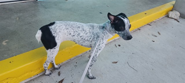 A5807344, a Australian Cattle Dog/Blue Heeler, available for adoption