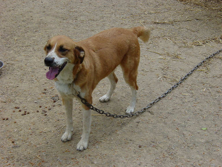 Other Photos of thie Dog