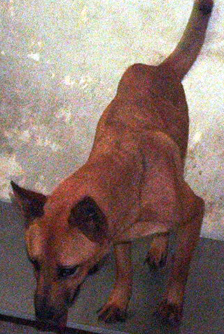 Other Photos of thie Dog