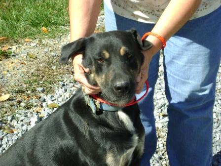 Other Photos of thie Dog