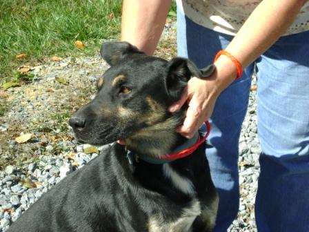 Other Photos of thie Dog