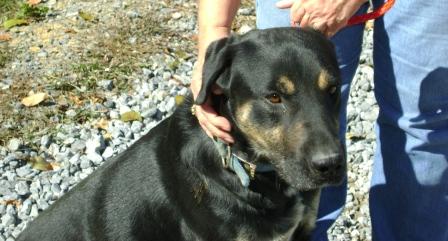 Other Photos of thie Dog