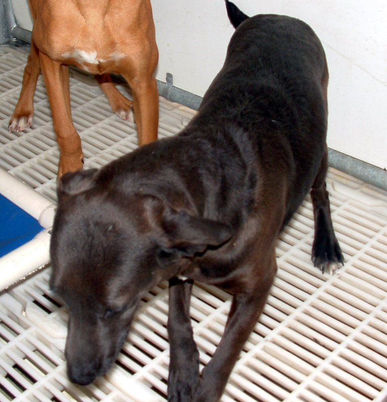 Other Photos of thie Dog