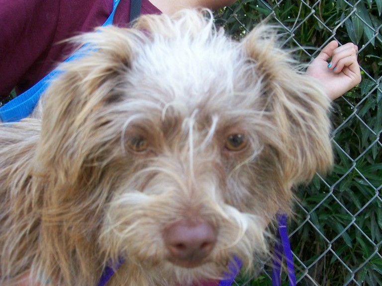 Other Photos of thie Dog