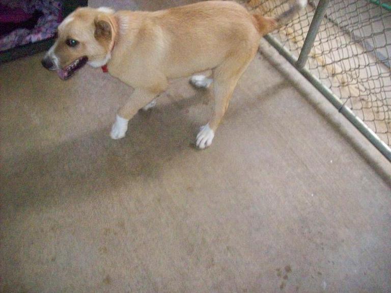 Other Photos of thie Dog