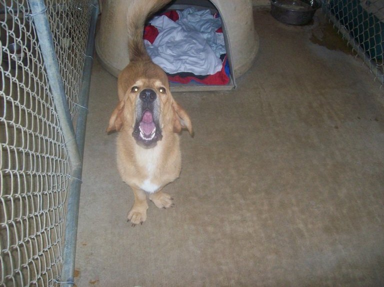 Other Photos of thie Dog