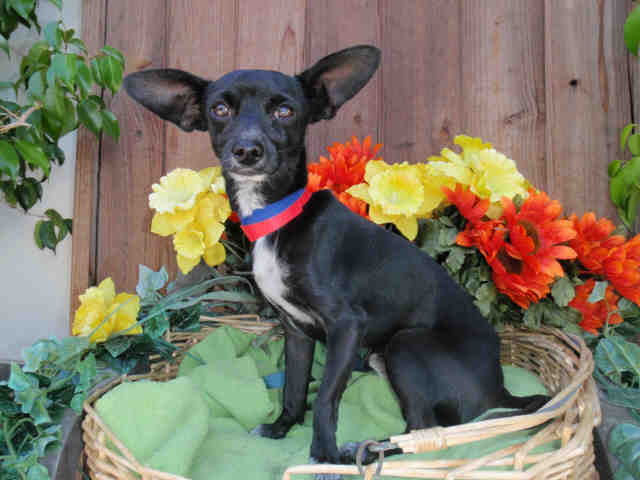 Main Photo of this Dog