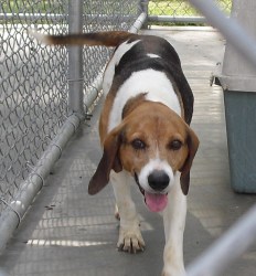 Main Photo of this Dog