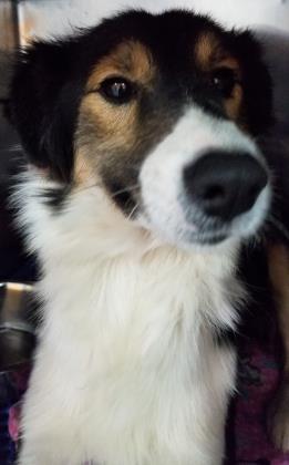 Main Photo of this Dog