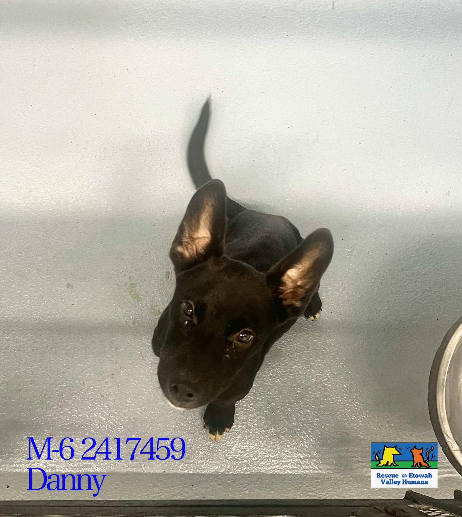 Main Photo of this Dog