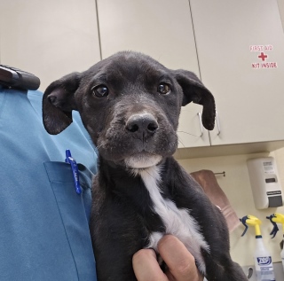 Main Photo of this Dog