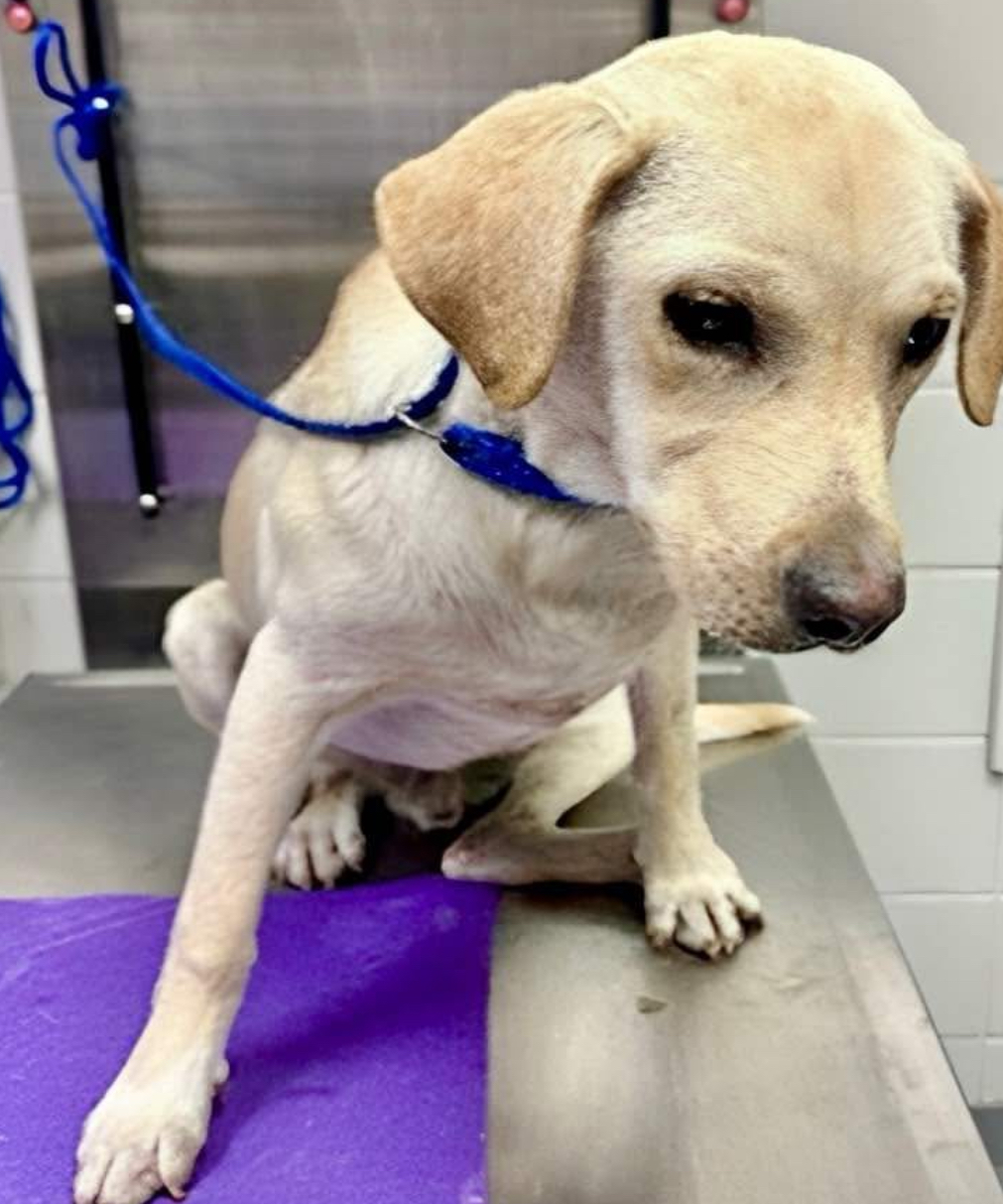 Main Photo of this Dog