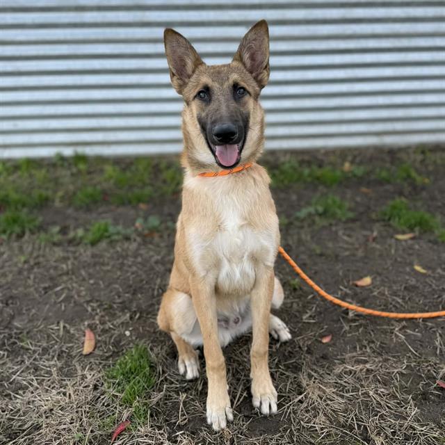 Bravo, a Belgian Shepherd Malinois, available for adoption
