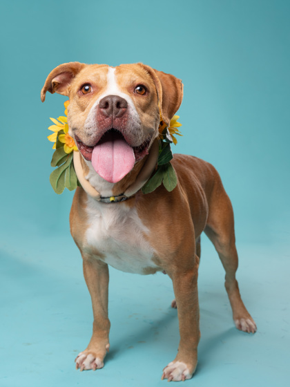 Marge, a Terrier, available for adoption