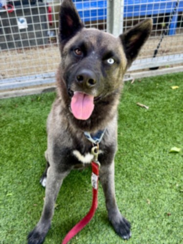Hunter, a Belgian Shepherd Malinois, available for adoption