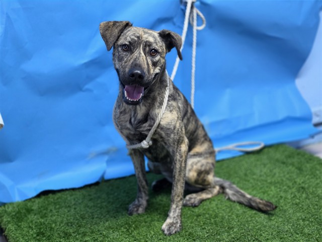 Clover, a Labrador Retriever, available for adoption